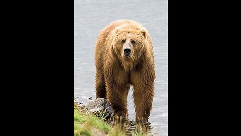 Brown bear video | bear status video