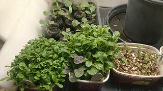 Hydroponic Seedling Methods Update