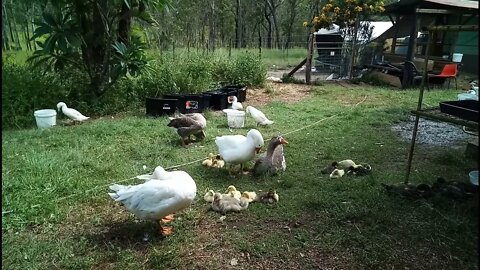 Geese are looking after the Gosling and Ducklings