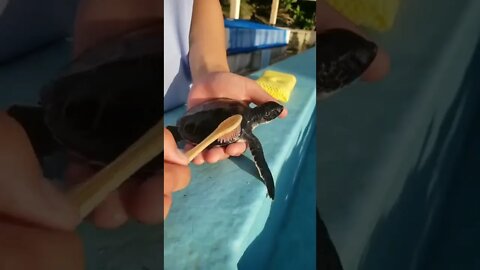 Baby turtles are being kept safe and well until they’re big enough to be released into the wild.