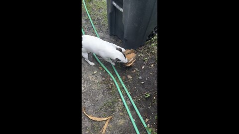 This is how to open a coconut