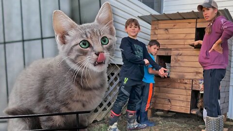 the first 6 weeks with barn kittens 🐱 they’re gonna need an amazing cat house