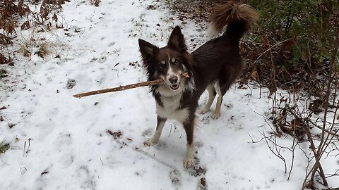 Puppy Won’t Go On Walks Without Her Favorite Stick