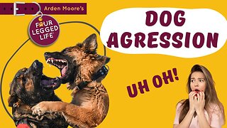 Dog Aggression