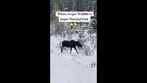 Where to spot Wildlife in Jasper National Park?