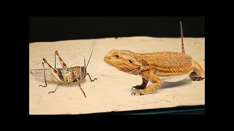 WHAT HAPPENS IF THE LIZARD SEES A LARGE LOCUST_ BEARDED DRAGON and LOCUST 【LIVE FEEDING】