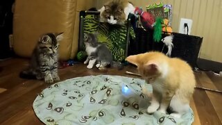 How Kittens N Cats Respond to Interactive Cat Toys