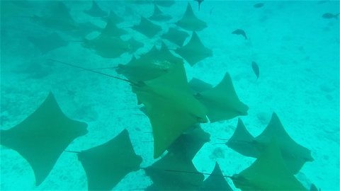 Snorkelers following spotted eagle rays witness incredible sight