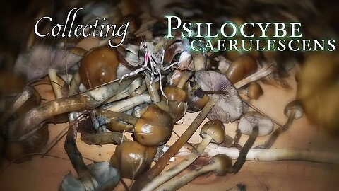 Collecting Psilocybe Caerulescens