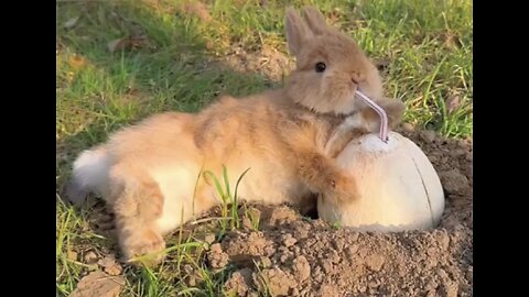 Cute rabbit😍😍😍relaxing very viral funny video