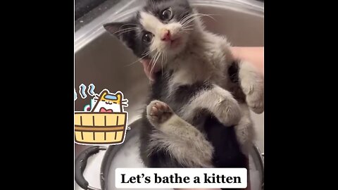Bath time with Julio the Kitten!!