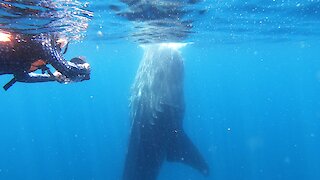 Wildlife videographers capture unusual whale shark feeding behavior