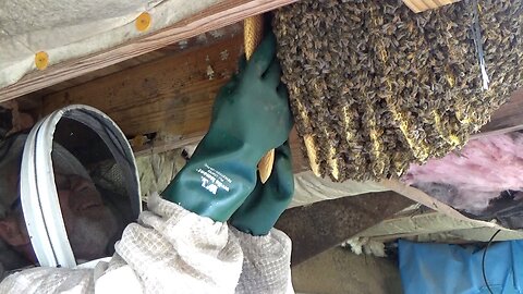 Monster beehive being removed and then installed into my home made Layens hive.