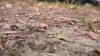 Southwest Florida seeing the driest conditions in the state, as drought sets in