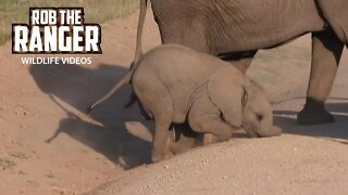 Whoops! Amboseli Elephant Calf Stumbles | Zebra Plains Safari