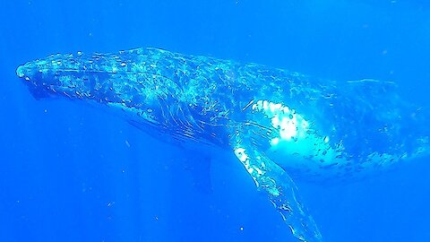 Swimmers join humpback whale as it bellows out beautiful song