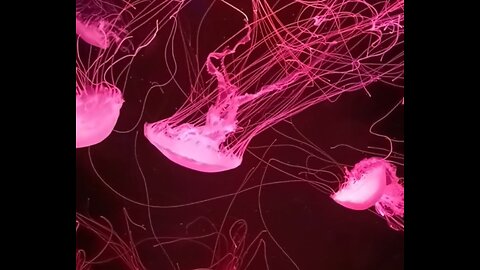 Jellyfish Museum, a fascinating video about jellyfish