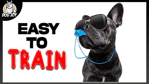 Most Easy To Train Dog Breeds