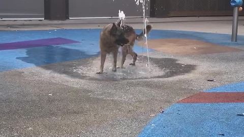 German Shepherd's fun playtime in water fountain