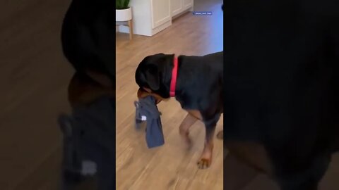 Rottweiler gets a tiny puppy but doesn't know what to do with her 😍 #shorts #rottweiler #dogs