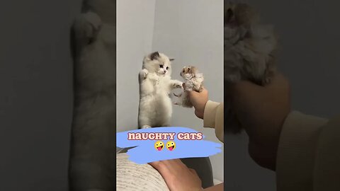 Funny and Naughty Little Cat's 😹😹 | Can't Stop Laughing 🤣🤣🤣🤣