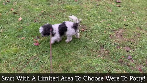 How to train a puppy to go potty outside