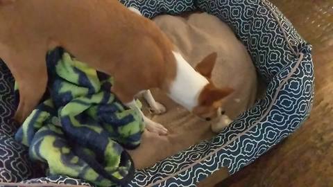 Basenji totally freaks out over head of garlic