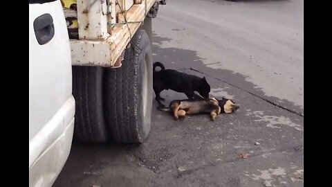 Pitbull versus Pickup Truck