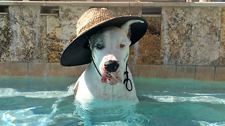 Great Dane relaxes and drinks out of the pool wearing a sun hat