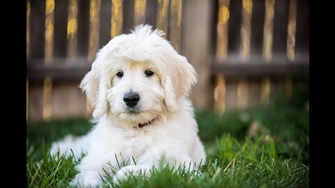 cute cream white puppy