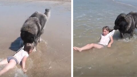 Dog Decides to Rescue Girl Playing in Ocean