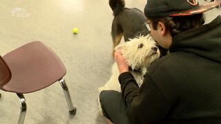 Furry friends help Lethbridge College students with final exam stress