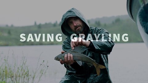 ARTIC SAVING GRAYLING