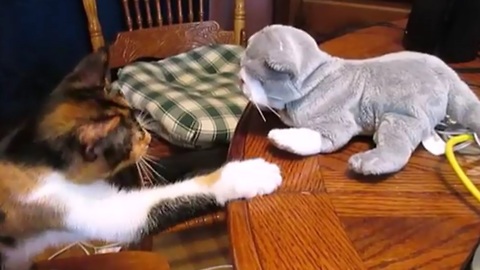 Kitty Displays Awesome Kung Fu Moves, And It's Hilarious