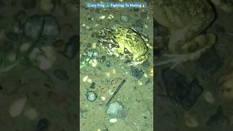Crazy Frog 🐸 Fighting To Mating🔥 #frog #animals #viral #animalshorts #frogmating #animal