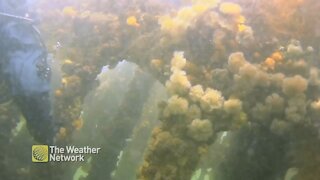 Scuba divers explore the ship wrecks in the depths of Gaspé Bay