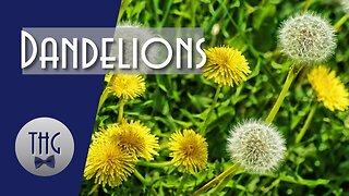 Dandelions and Civilization: A Forgotten History 🌼🌻