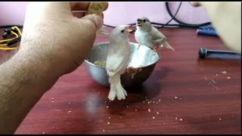 Hungry Zebra Finches/Hand feeding zebra finches.