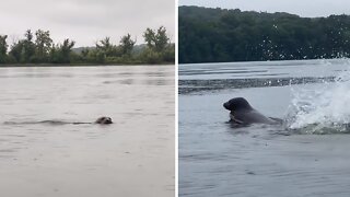 Angry Seal Attempts To Chase Off Kayakers