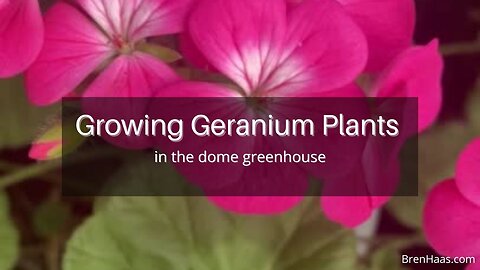Growing Geraniums