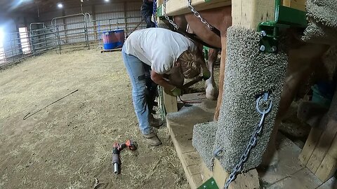 Farrier Day! Experience our first time having the farrier out to the farm for hoof trims Ep.36