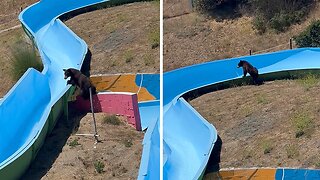 Excited bear adorably tries to to ride on the water slides