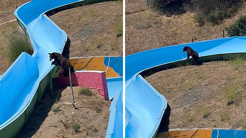 Excited bear adorably tries to to ride on the water slides