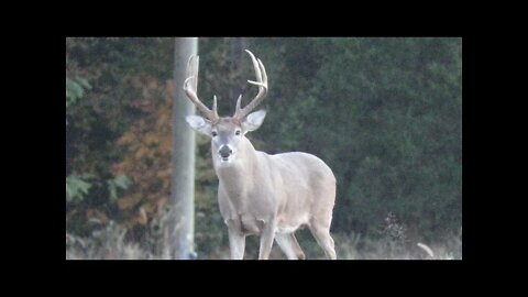 Stare down with this Drooling Big Illinois buck..