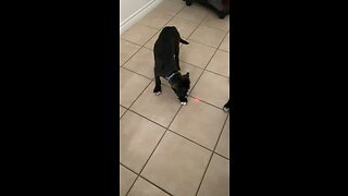 Puppy trying to catch laser