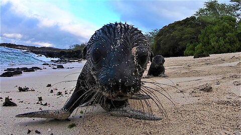Baby sea lion pups curiously investigate a camera on the beach in the Galapagos Islands