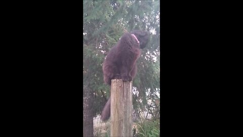 TicTocTail - Kitteh On The Rail - Who Let it In- Oh Look There Goes a Hen!