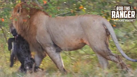 Lion Caught A Hyena | Maasai Mara Safari | Zebra Plains