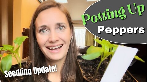 Growing From Seed: Seedling Update & Separating Peppers