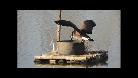 Nest camera UPDATE; Southern Illinois wildlife photography Canada goose nesting camera 04-04-21